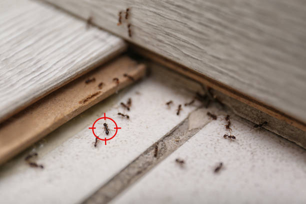 Best Rodent Control Near Me  in Shepherd, MI
