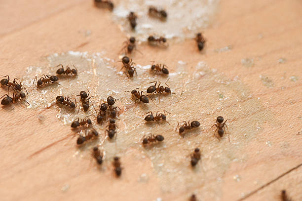 Best Bed Bug Extermination  in Shepherd, MI