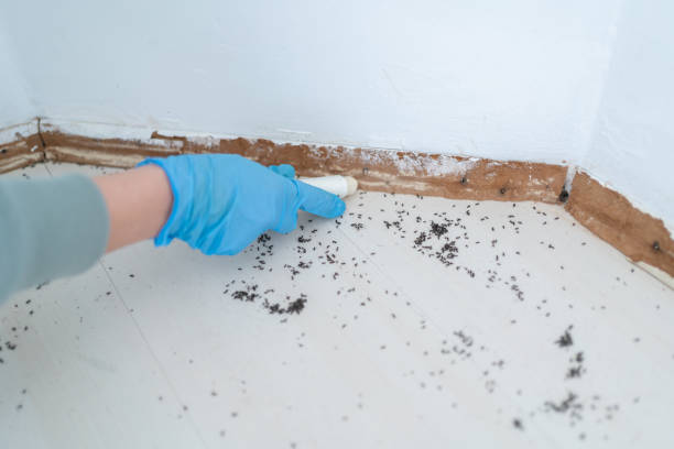 Best Flea Control Services  in Shepherd, MI